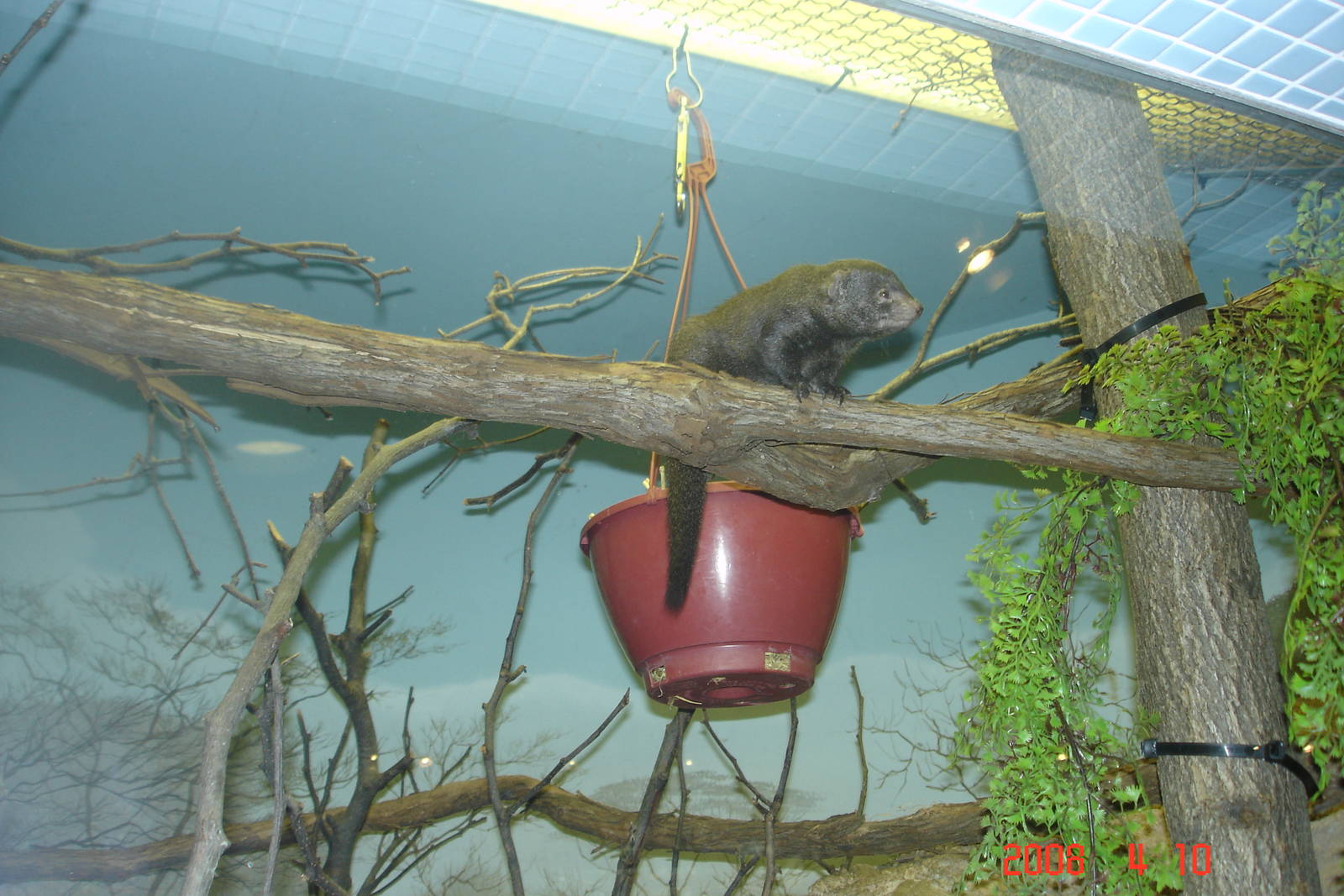 Rare Animal Conservation Center-Mongoose