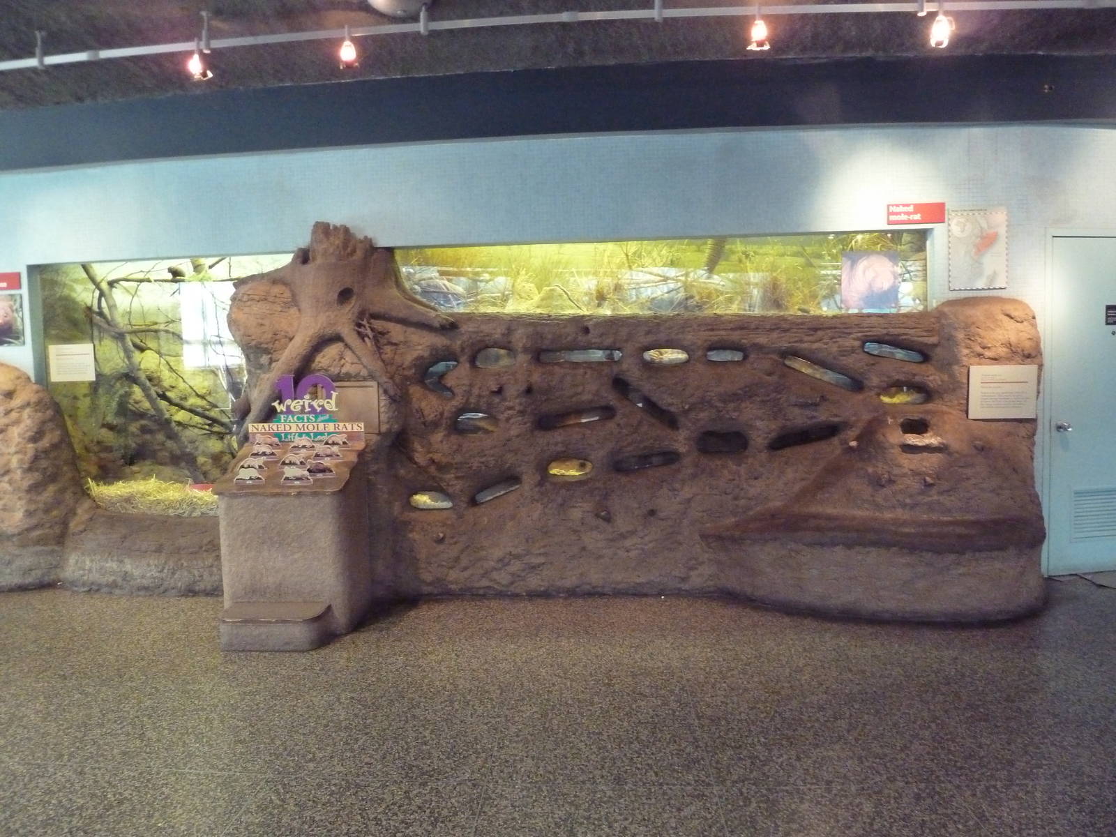 Rare Animal Conservation Center - Naked Mole Rat Exhibit