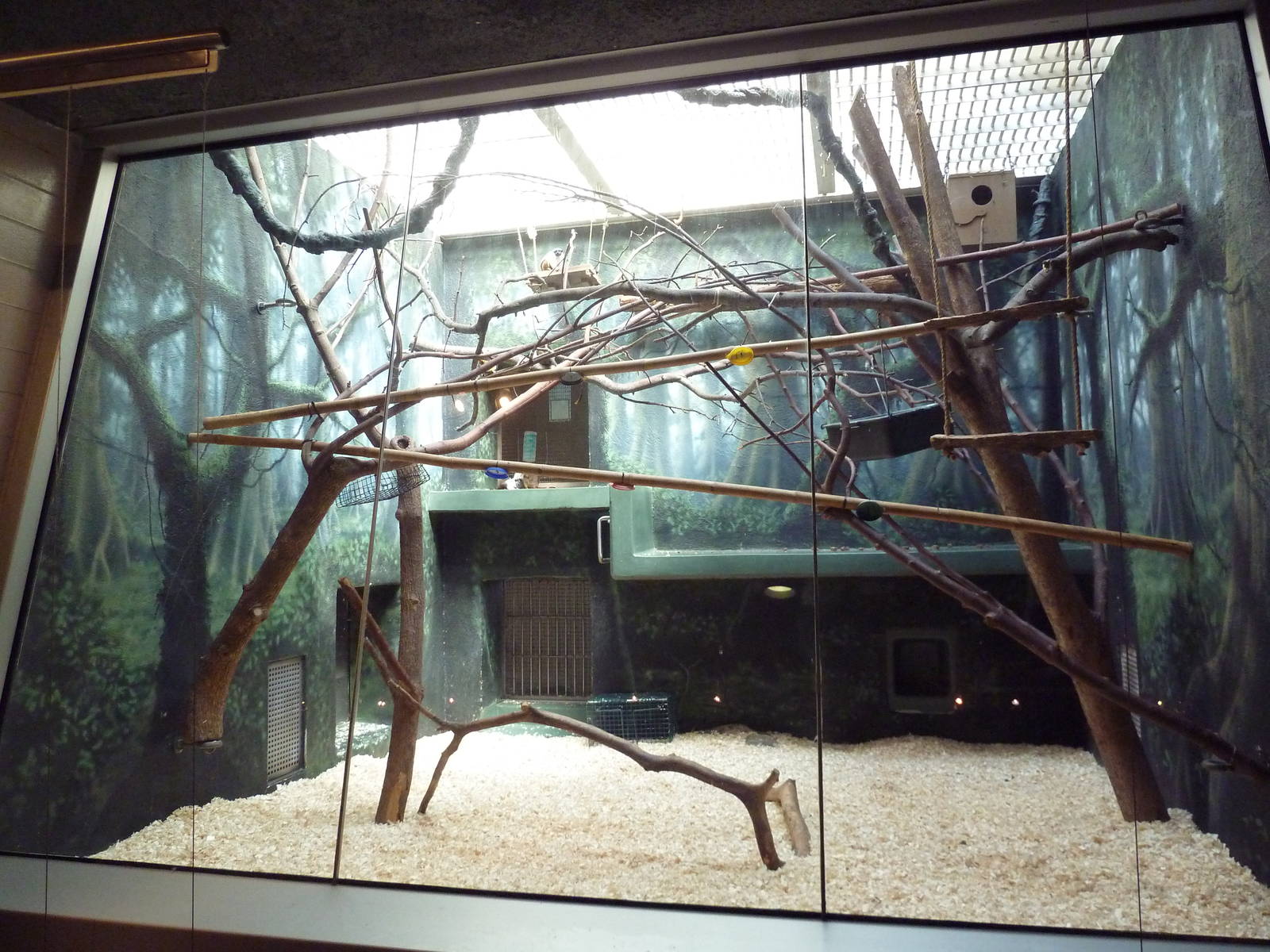 Rare Animal Conservation Center - Pied Tamarin Exhibit