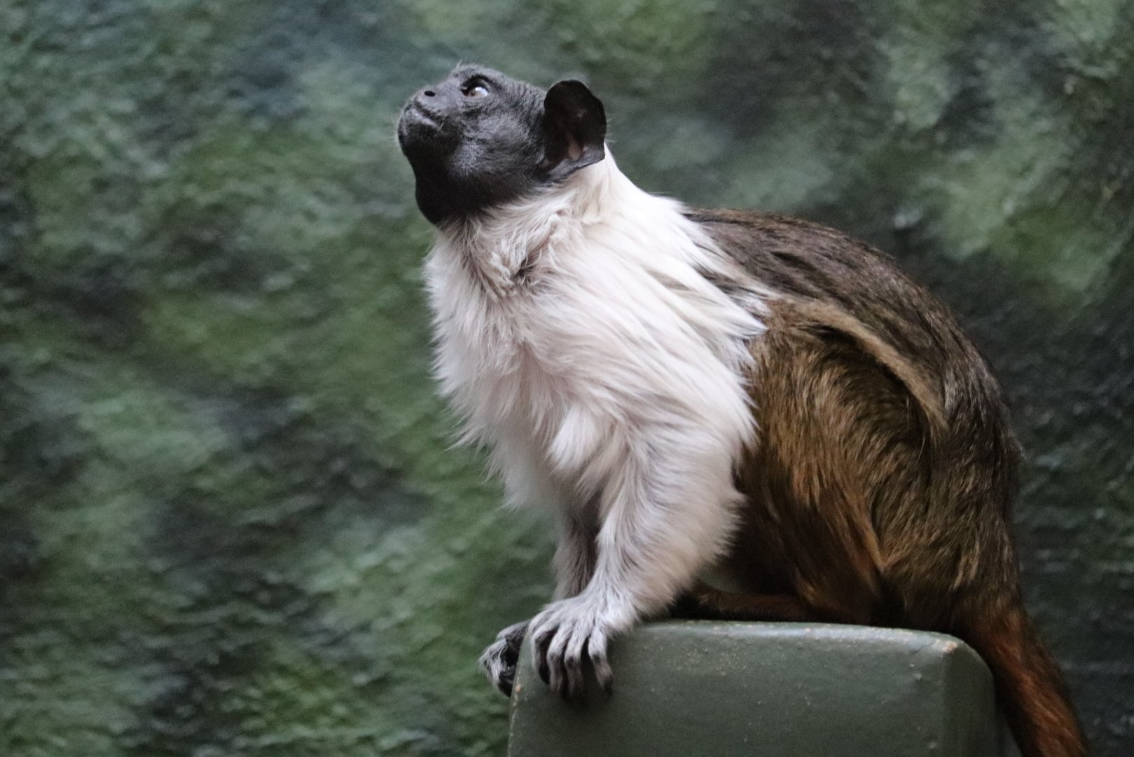 Rare Animal Conservation Center - Pied Tamarin