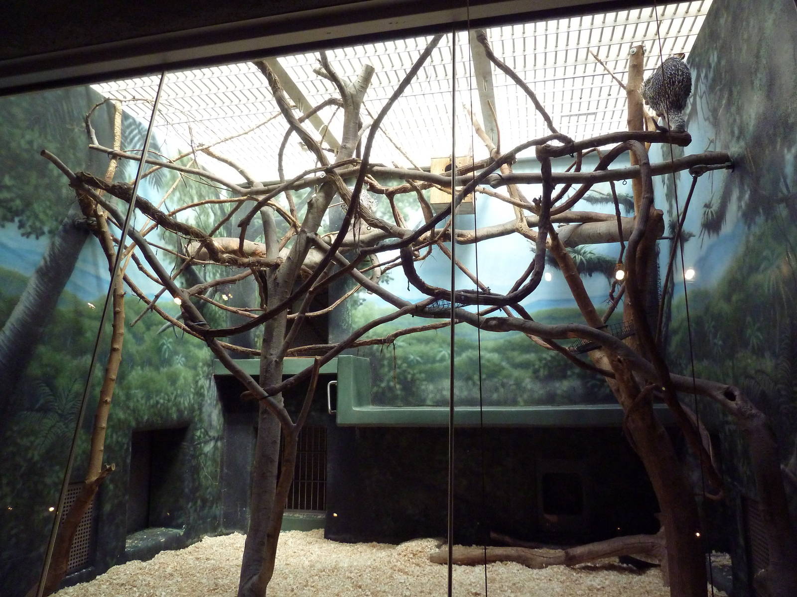 Rare Animal Conservation Center - Prehensile-Tailed Porcupine/Geoffrey's Ma