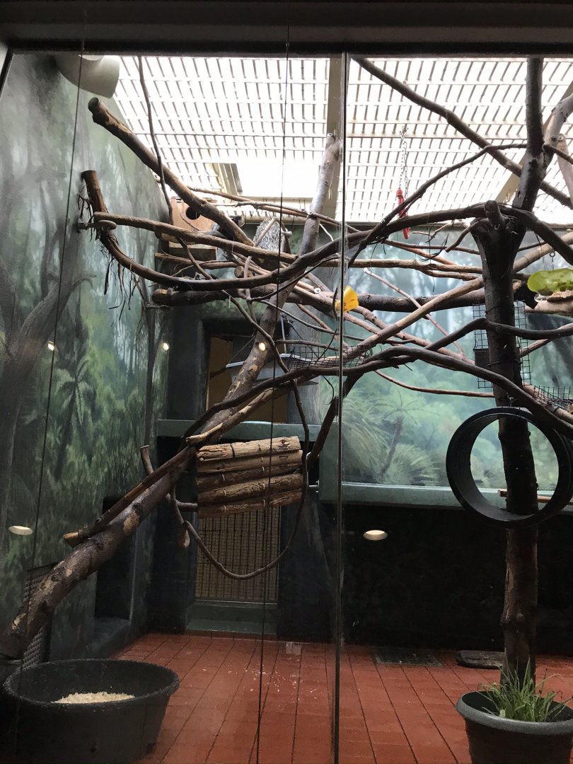 Rare animal conservation center- Prehensile-tailed porcupine