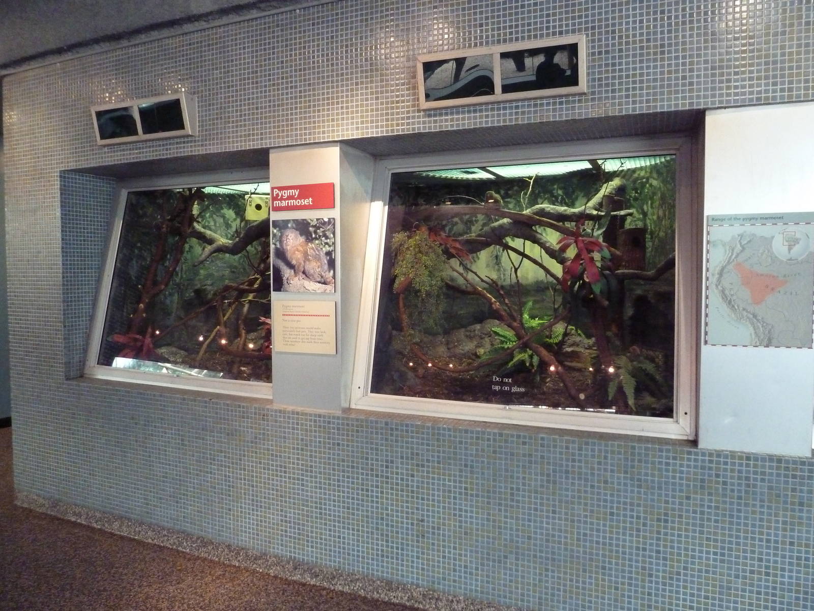 Rare Animal Conservation Center - Pygmy Marmoset Exhibit