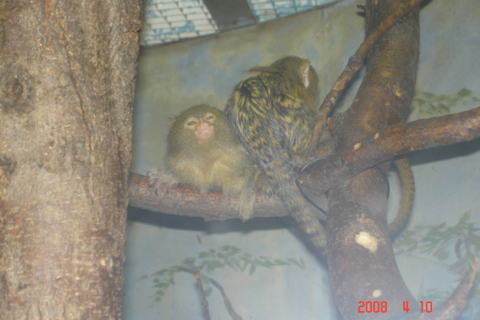 Rare Animal Conservation Center-Pygmy Marmosets