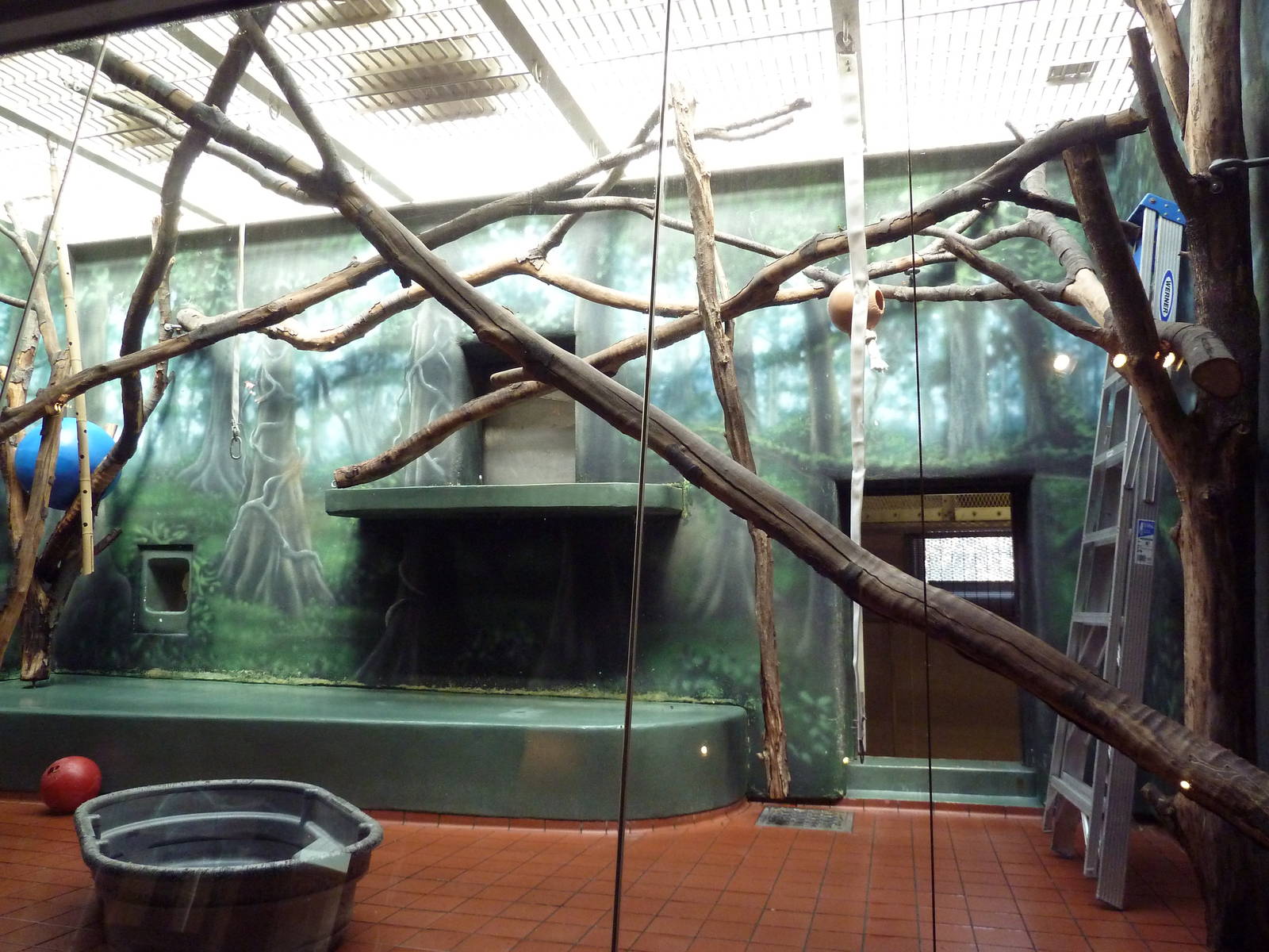 Rare Animal Conservation Center - Red-Capped Mangabey Exhibit