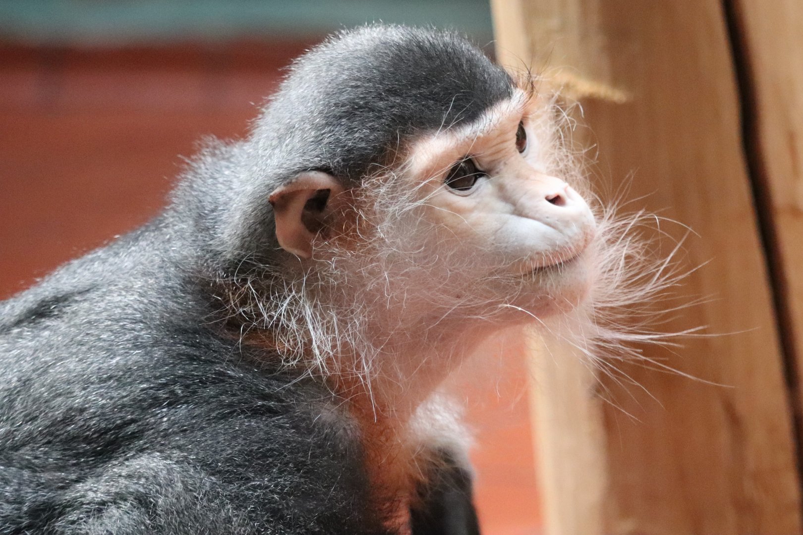 Rare Animal Conservation Center - Red-Shanked Douc Langur - Toi