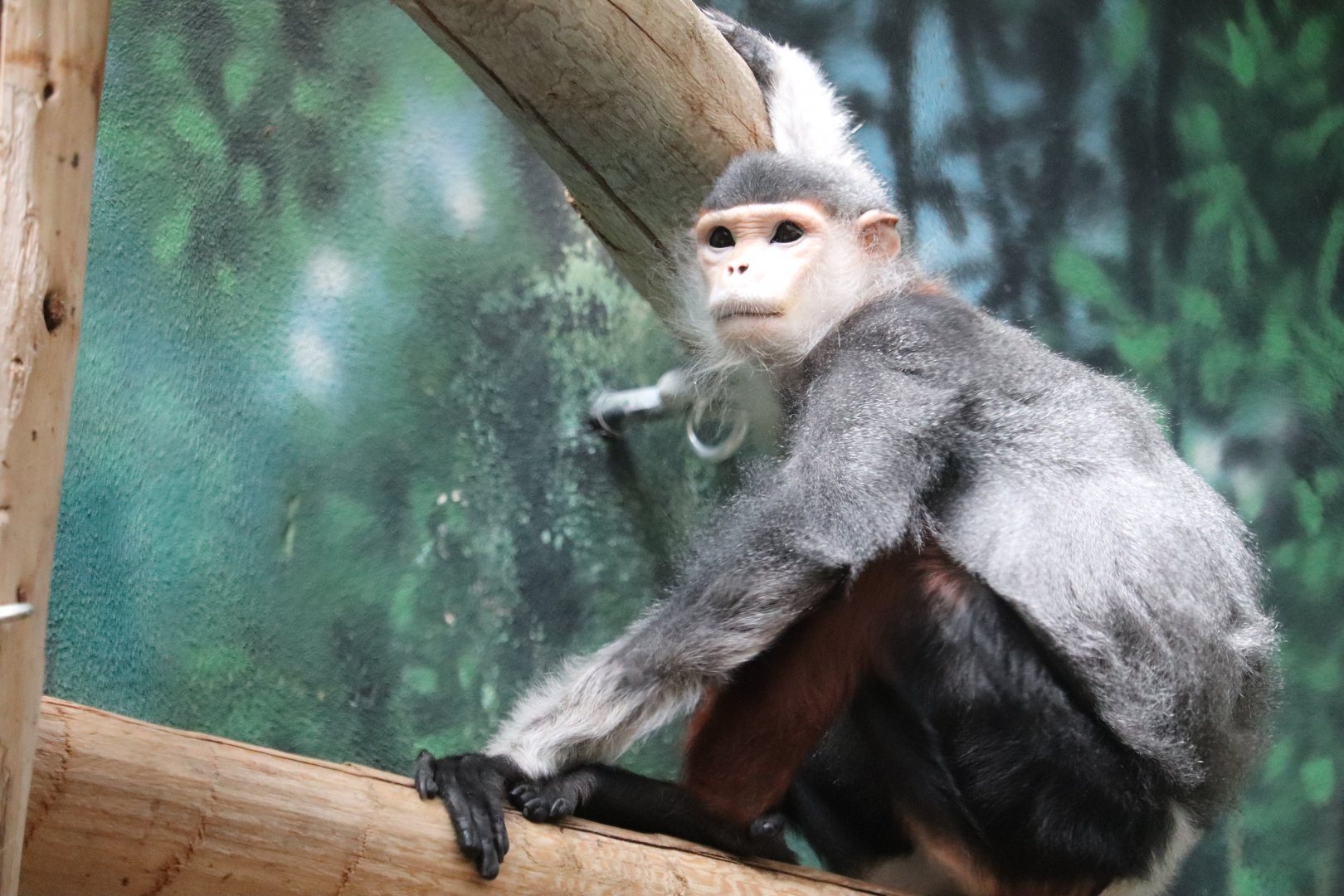 Rare Animal Conservation Center - Red-Shanked Douc Langur - Toi