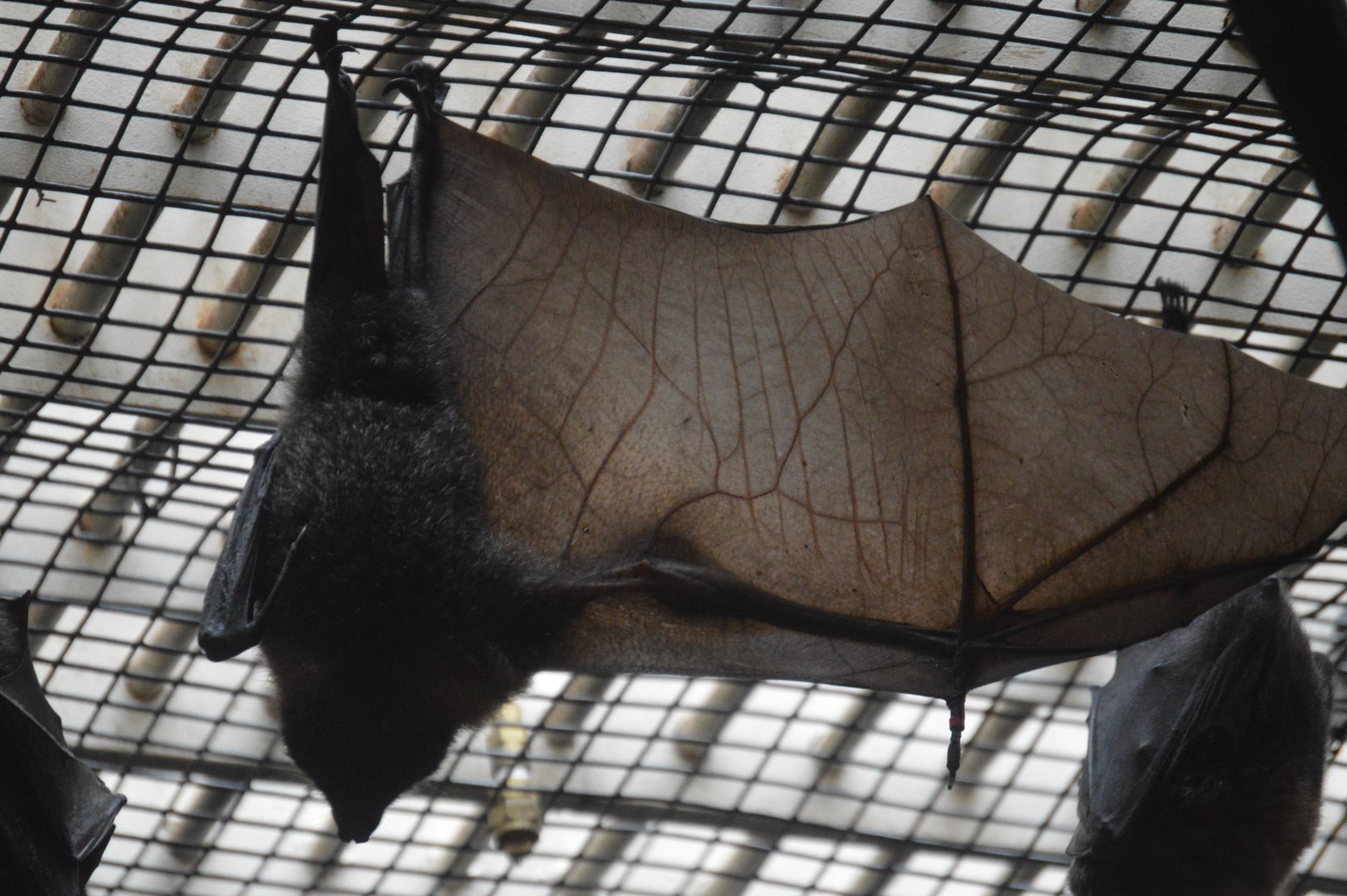 Rare Animal Conservation Center - Rodrigues Flying-fox (Pteropus rodricensis)