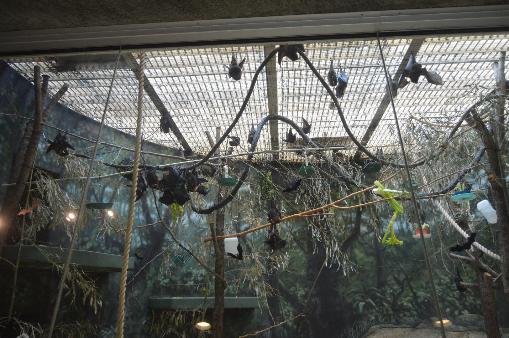 Rare Animal Conservation Center - Rodrigues Flying-fox (Pteropus rodricensis)