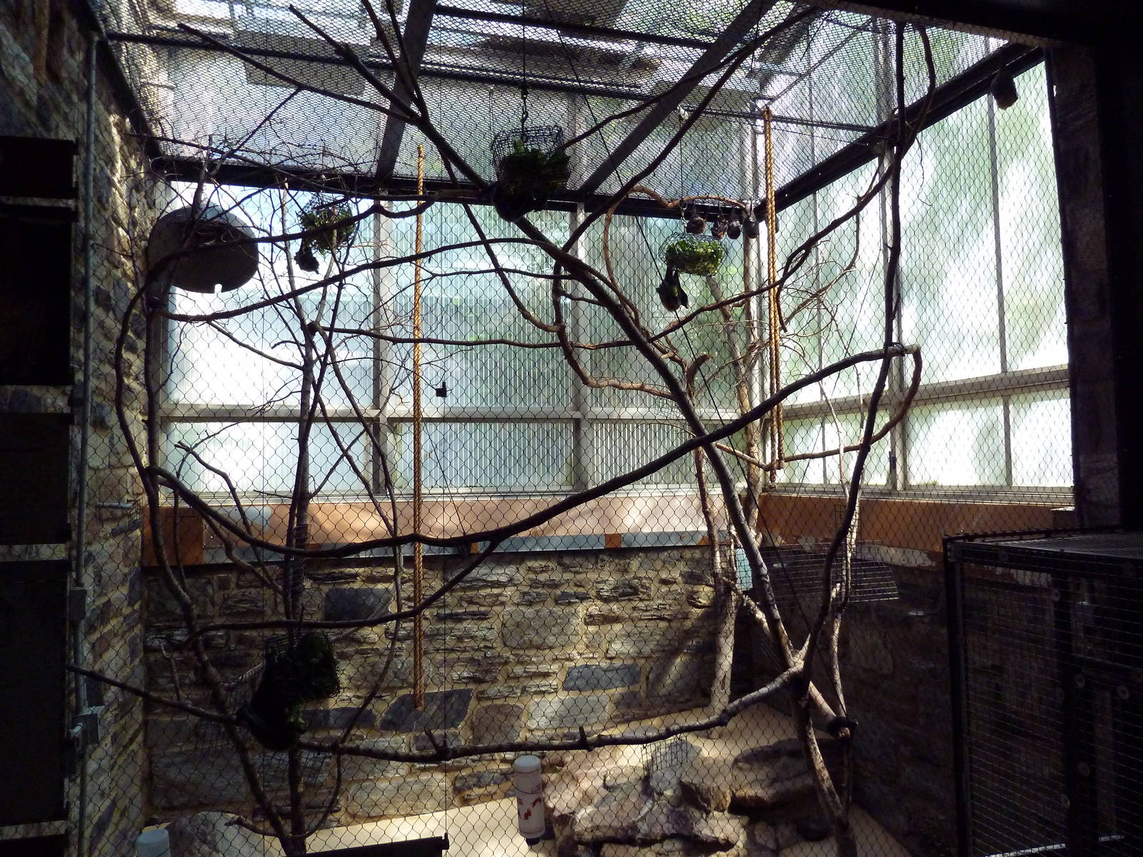 Rare Animal Conservation Center - Rodrigues Fruit Bat Exhibit