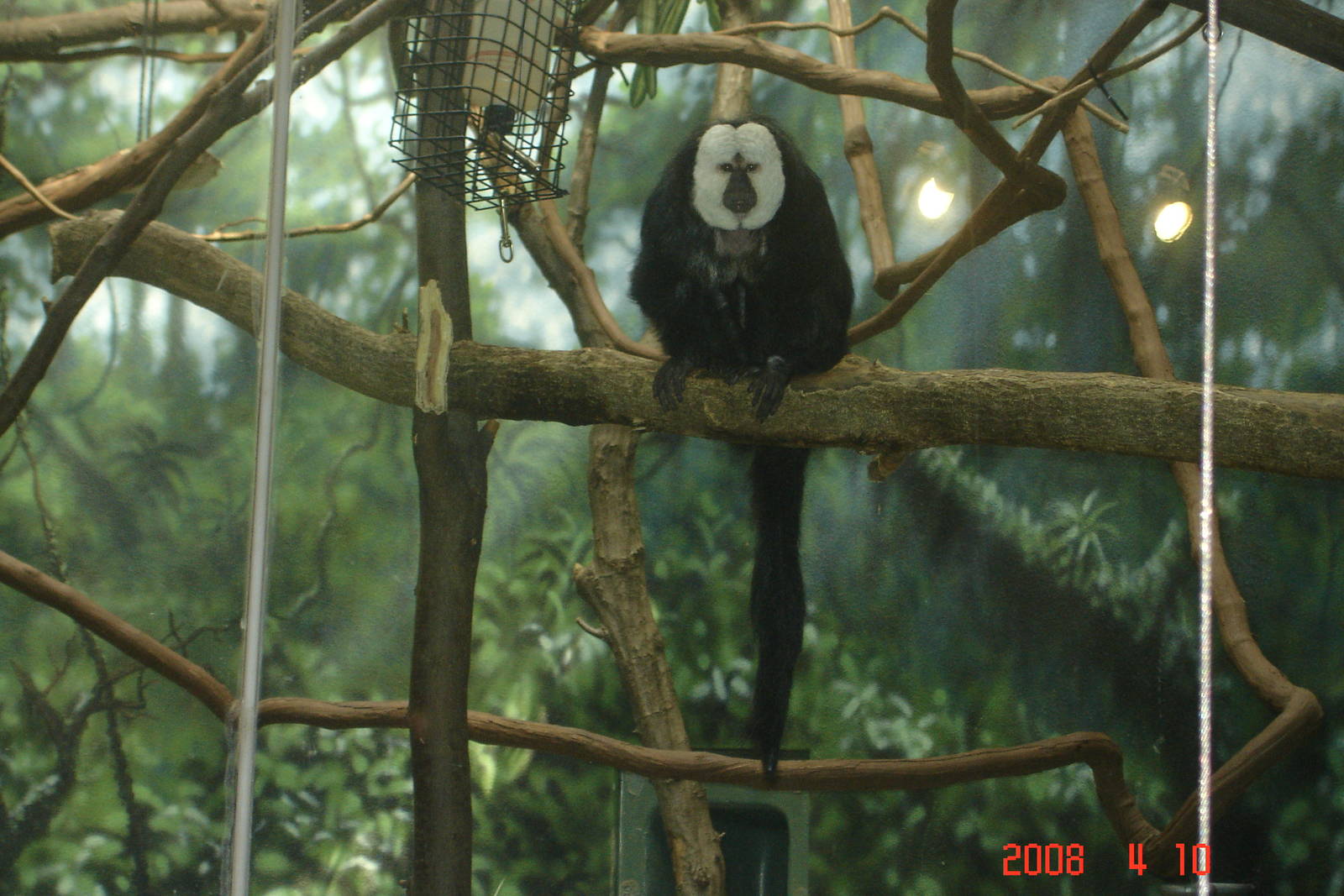 Rare Animal Conservation Center-Saki Monkey