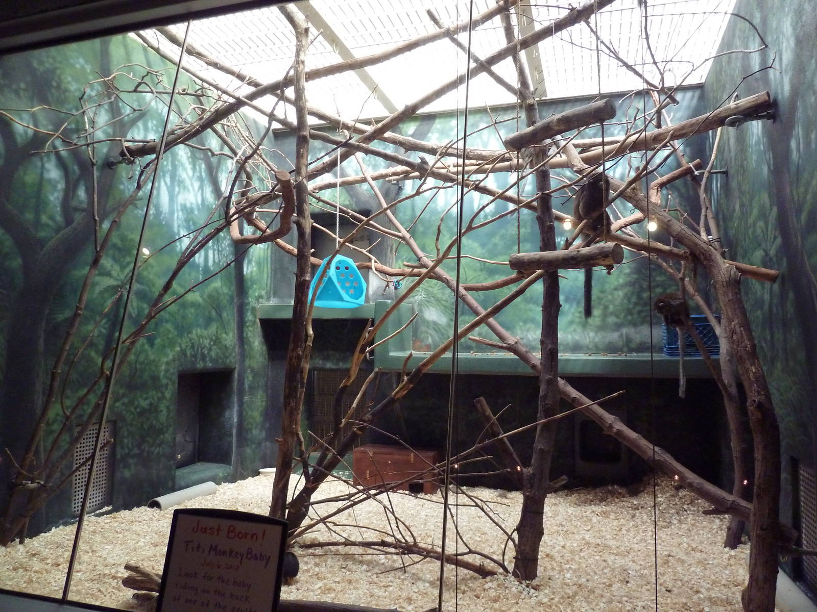 Rare Animal Conservation Center - Titi Monkey Exhibit