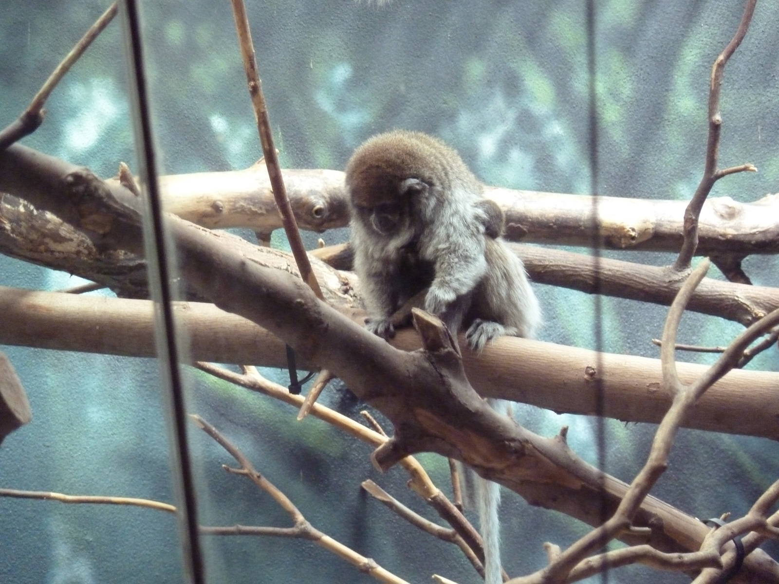 Rare Animal Conservation Center - Titi Monkey Mama + Baby