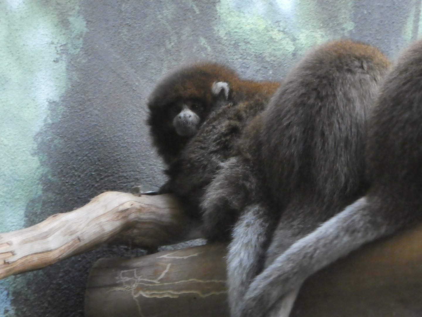 Rare Animal Conservation Center - White-eared Titi