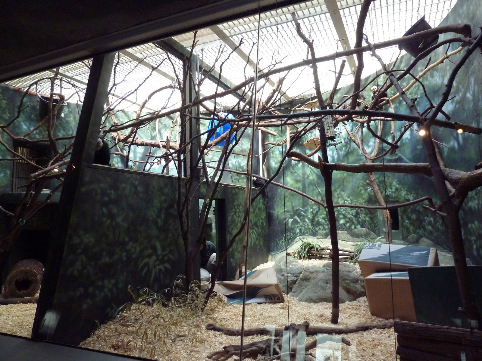 Rare Animal Conservation Center - White-Faced Saki Monkey Exhibit