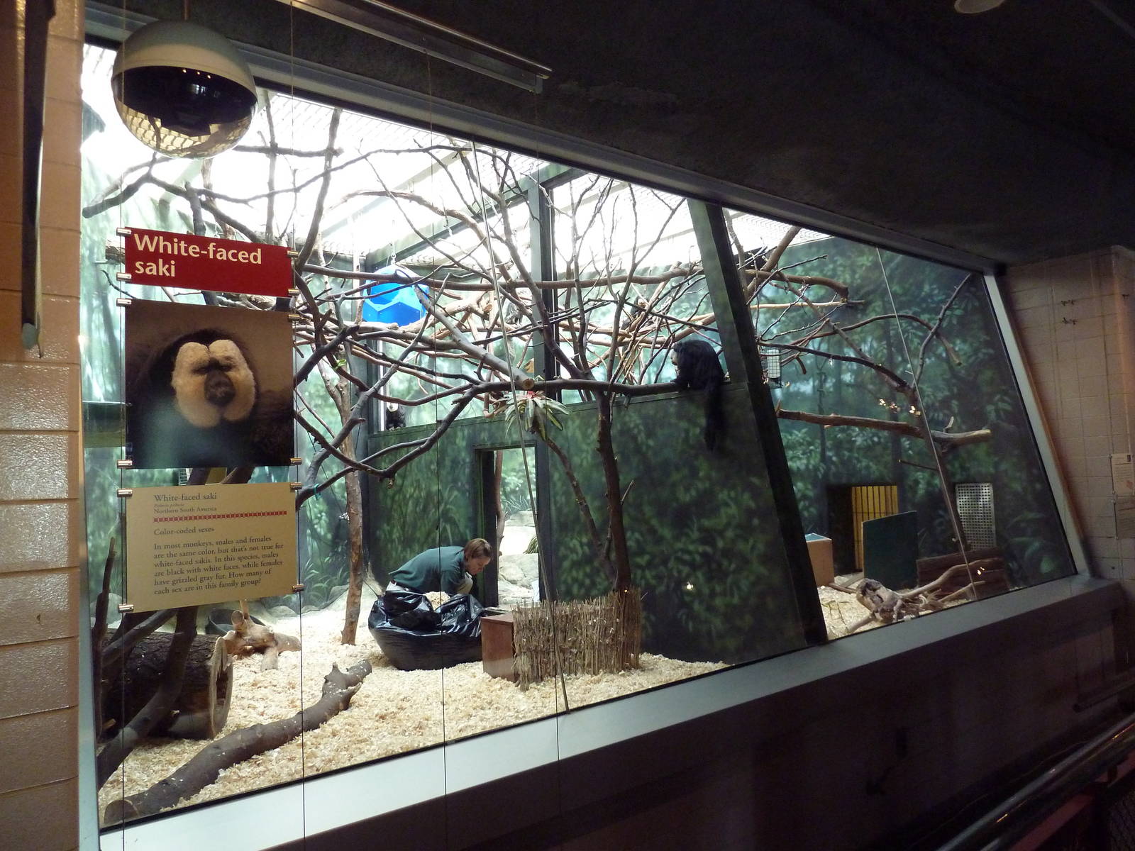 Rare Animal Conservation Center - White-Faced Saki Monkey Exhibit
