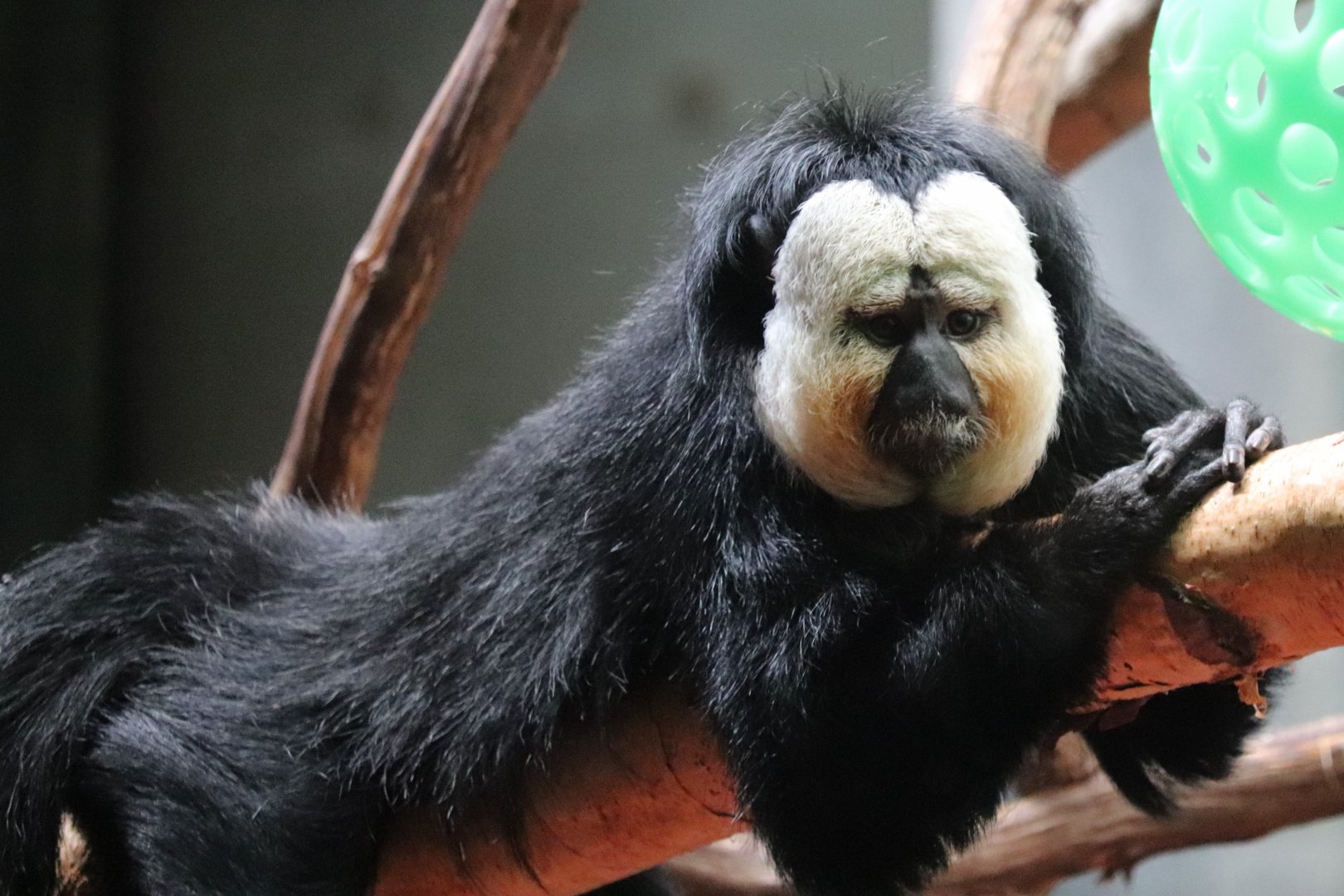 Rare Animal Conservation Center - White-Faced Saki Monkey