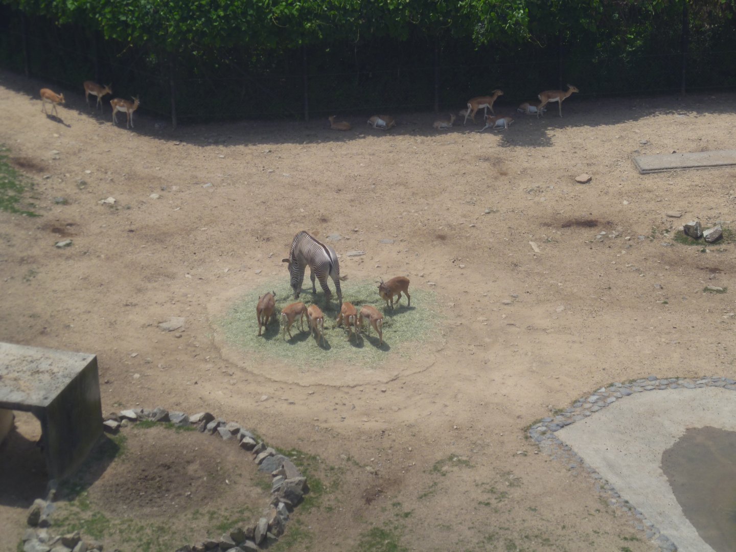 "Rare animal" exhibit seen from the skyline
