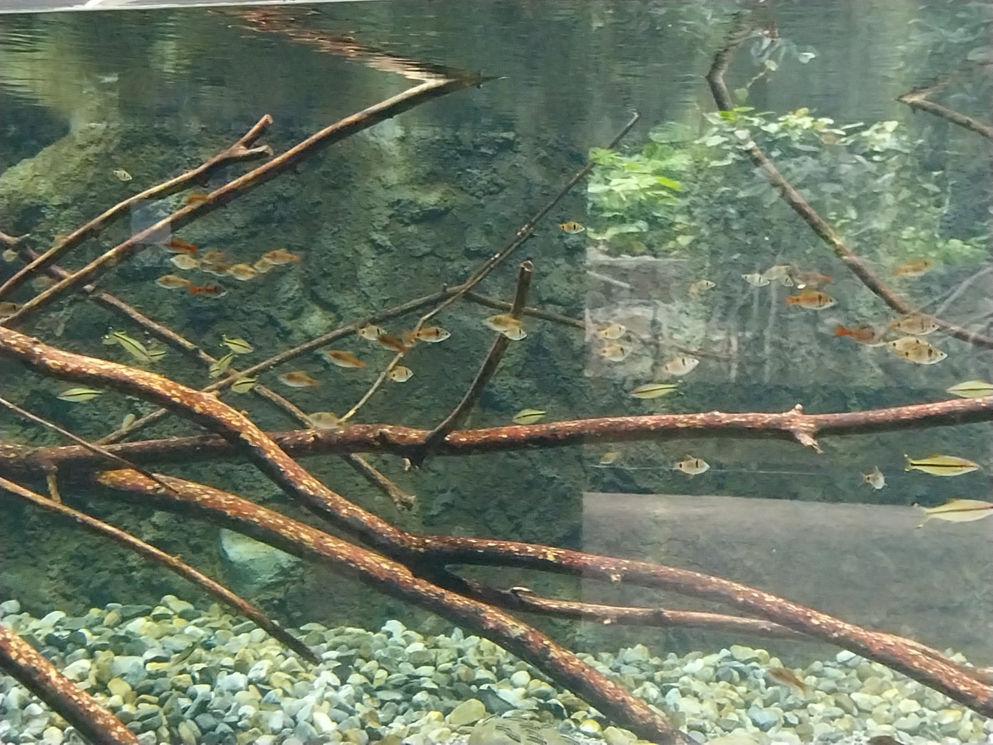 Rare animals of Asia - Odessa barb (Pethia padamya) and Denison barb (Sahyadria denisonii)