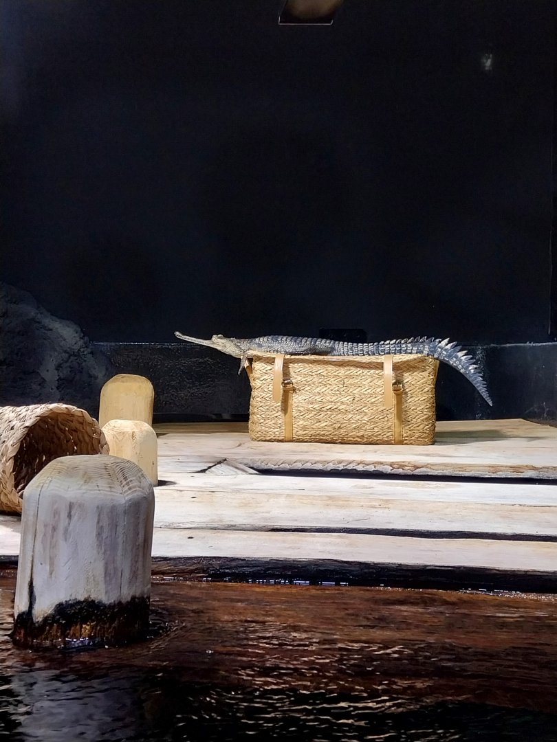 Rare animals of Asia