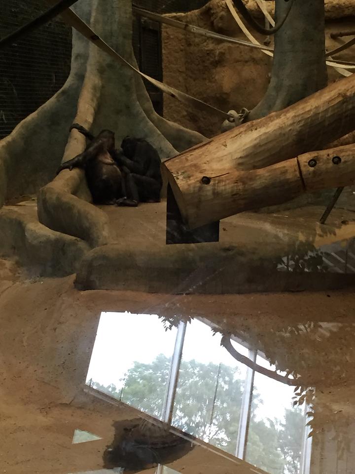 Rare Apes of Africa- Bonobo