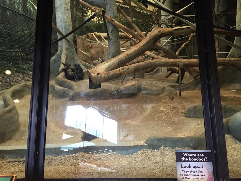 Rare Apes of Africa- Bonobo