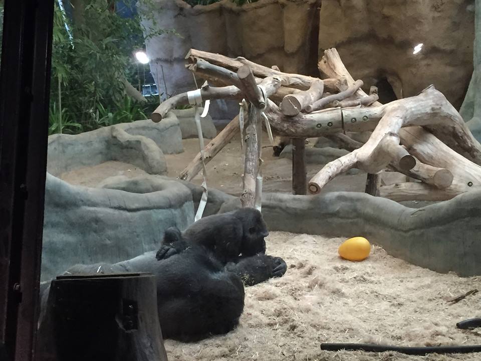 Rare Apes of Africa- Gorilla