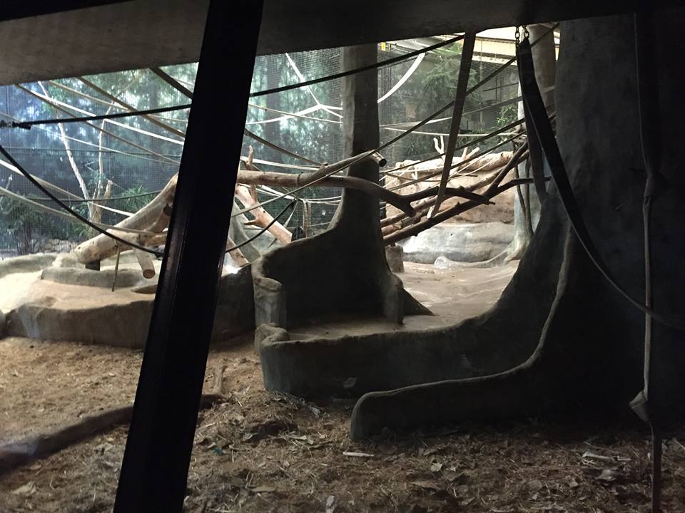 Rare Apes of Africa- Gorilla