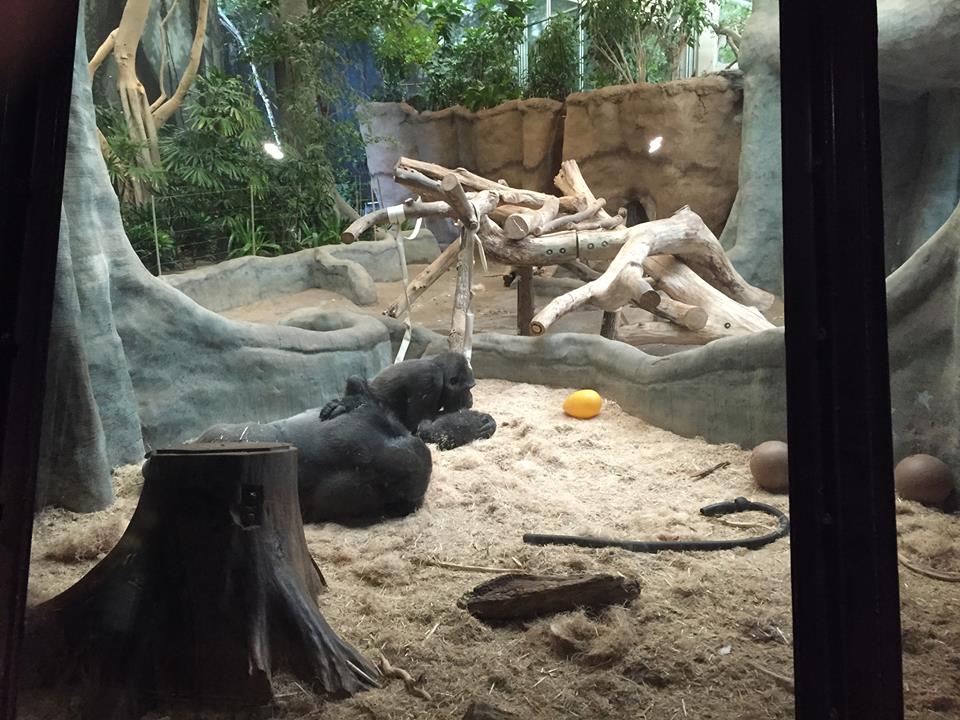 Rare Apes of Africa- Gorilla