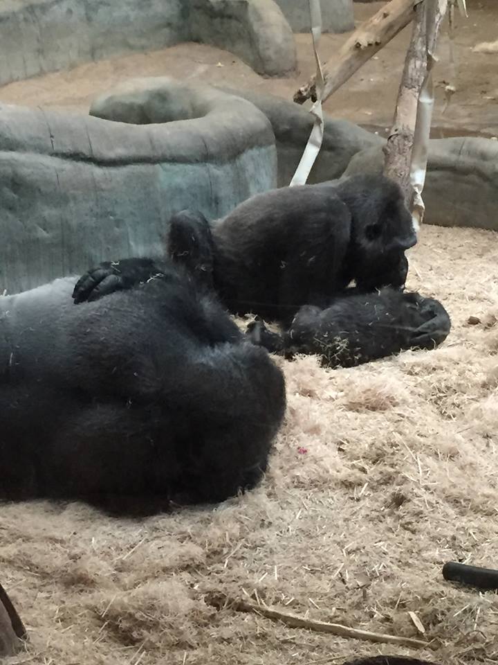 Rare Apes of Africa- Gorilla