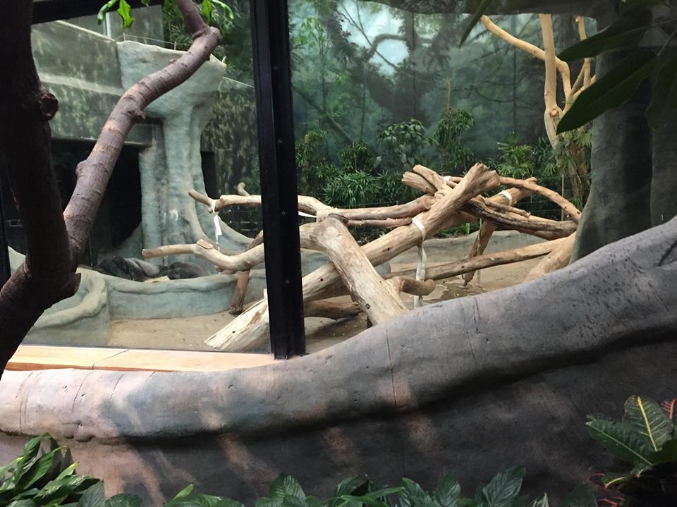 Rare Apes of Africa- Gorilla