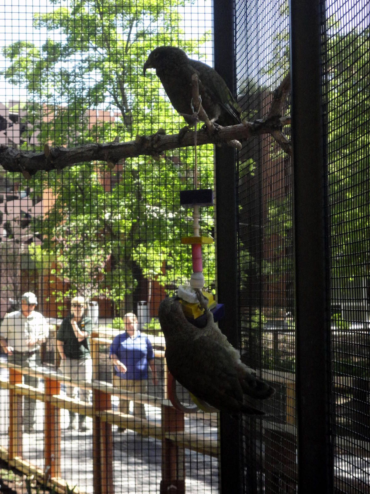 Rare Birds Exhibit - Keas