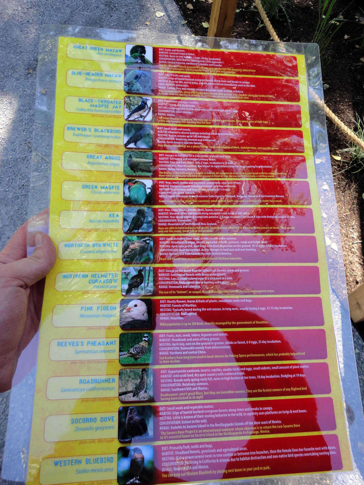 Rare Birds Graphic Card