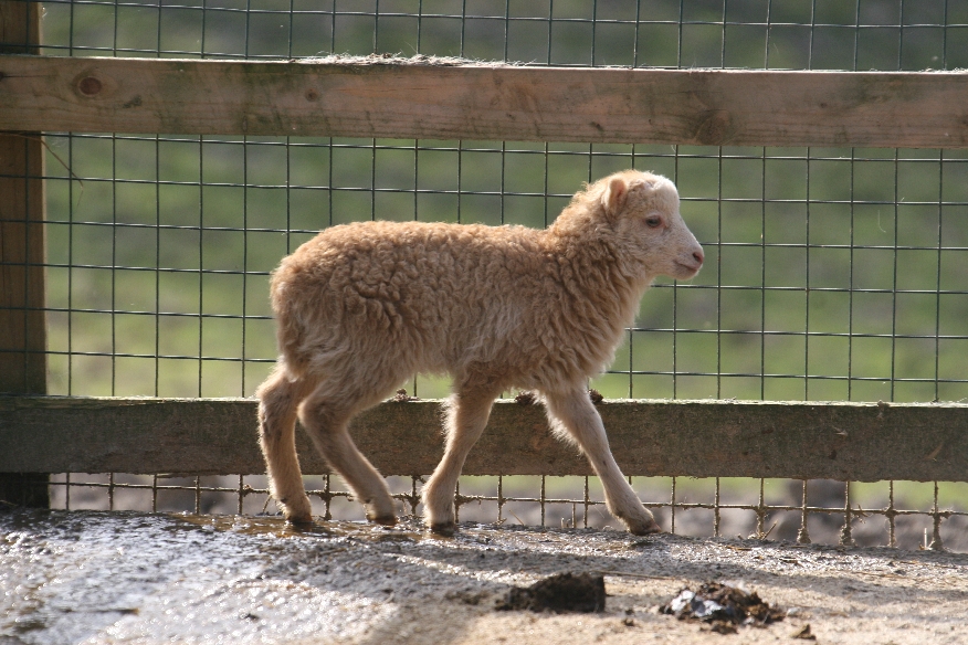 Rare breeds lamb