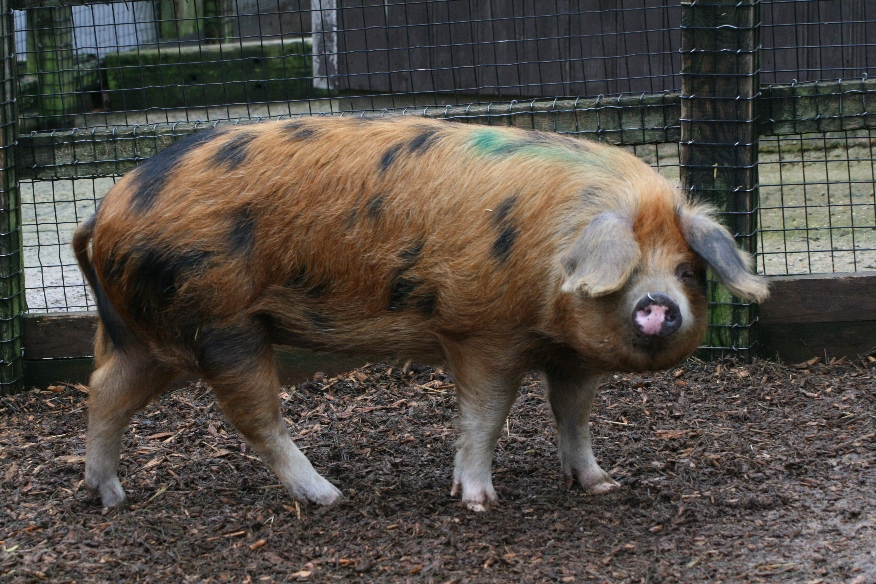 Rare Breeds Pig