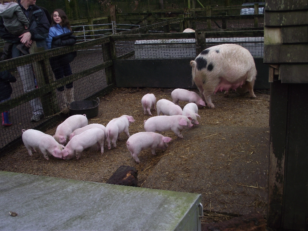 Rare Breeds Piglets