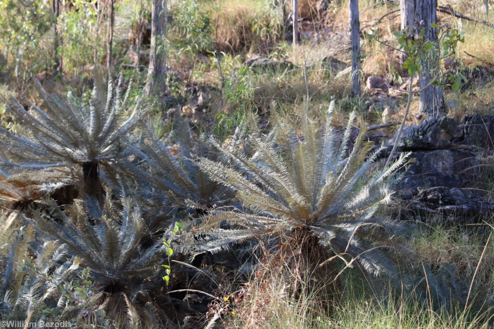 Rare Cycad Cycas calcicola - Litchfield National Park
