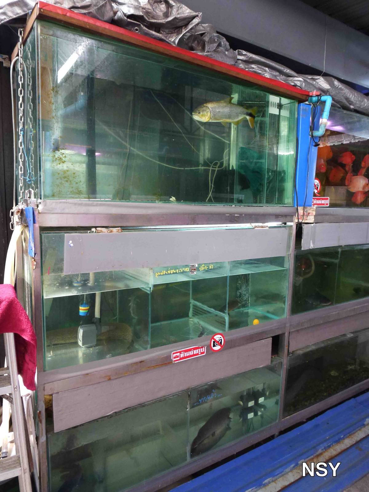 Rare fish - Chatuchak market, June 2013.
