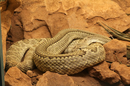 RARE - half striped mojave rattlesnake
