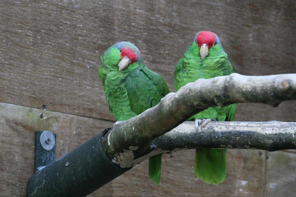Rare Parrot Breeding Centre Inhabitants