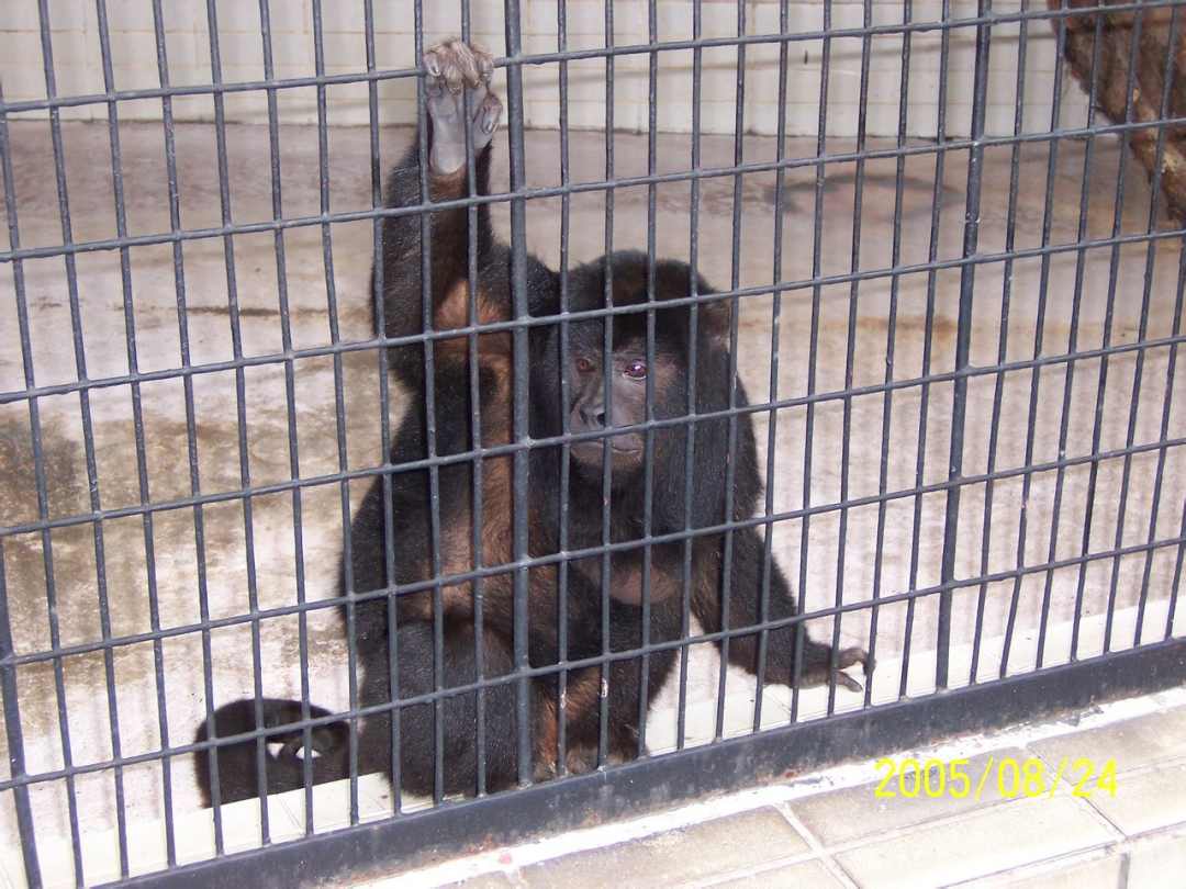 Rare Photo：Black Howler Monkey