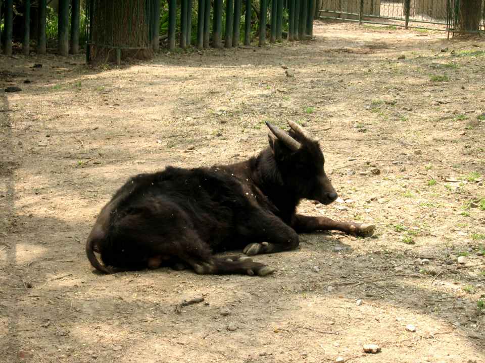 Rare Photo：Lowland Anoa