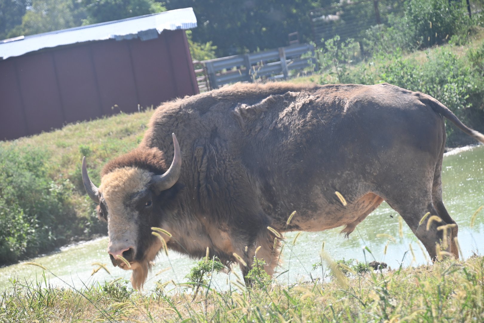 Rare piebald American bison (Bison bison)