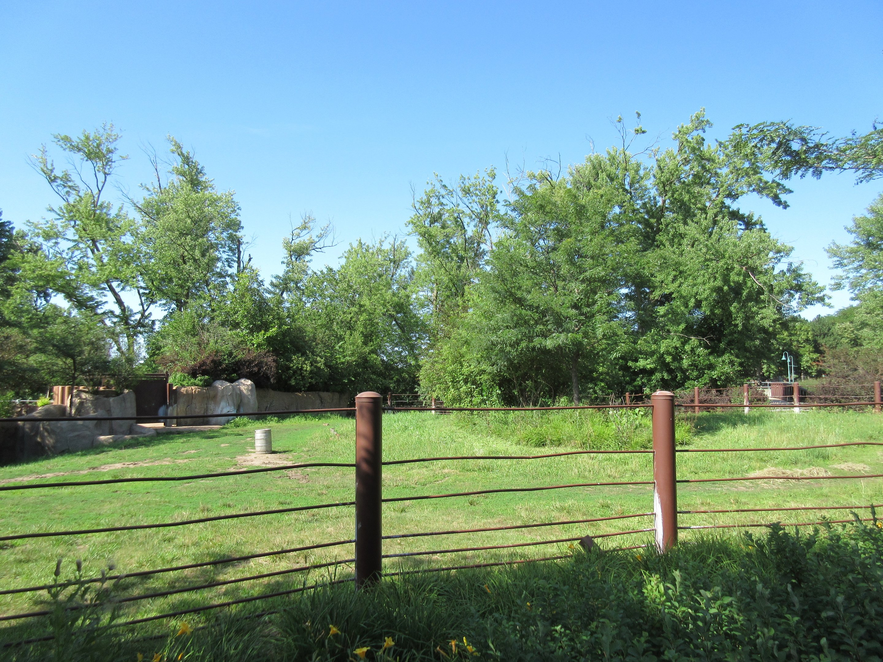 Rare Rhinos of Africa: Black Rhino Exhibit #1