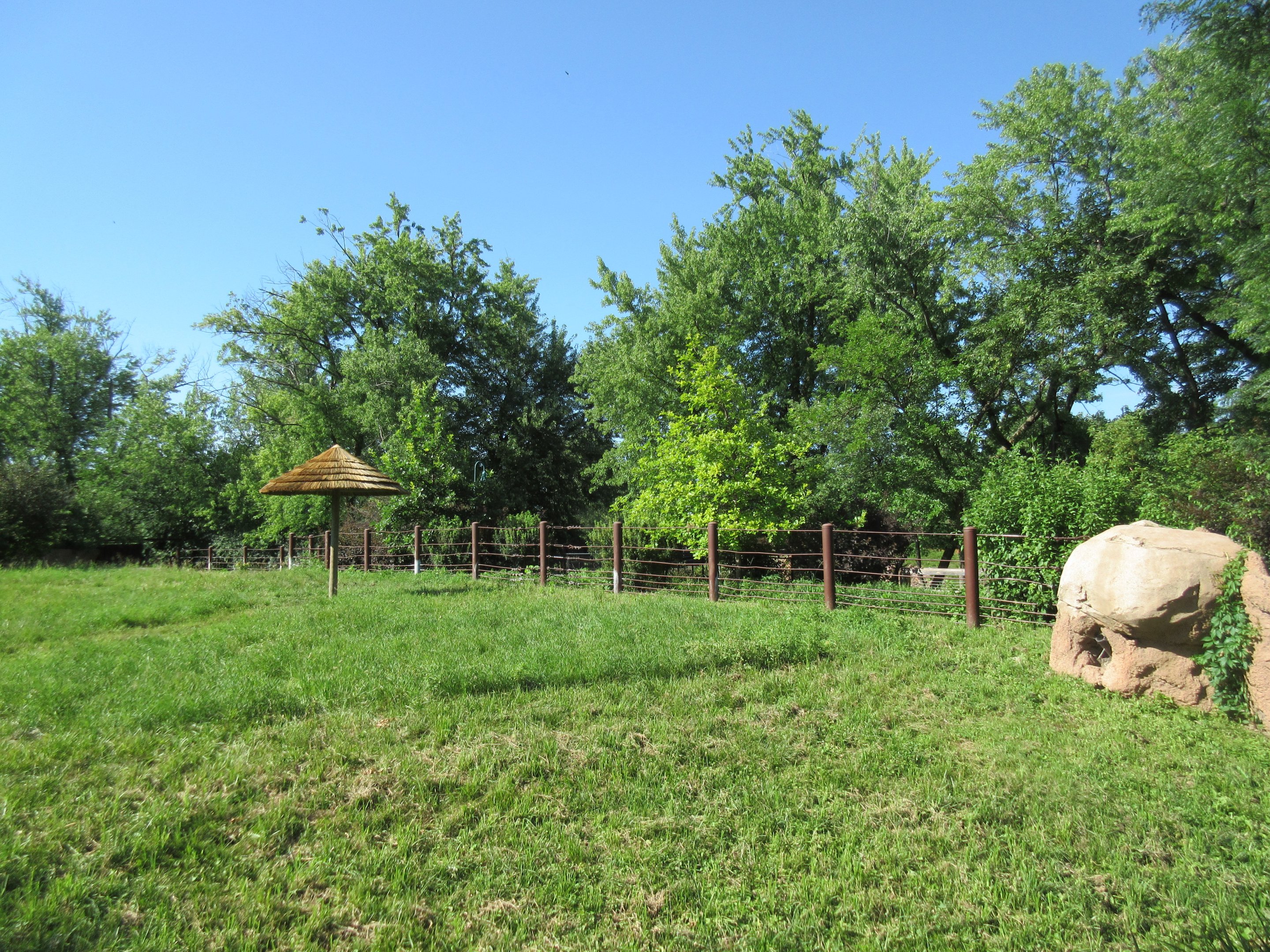 Rare Rhinos of Africa: Black Rhino Exhibit #2