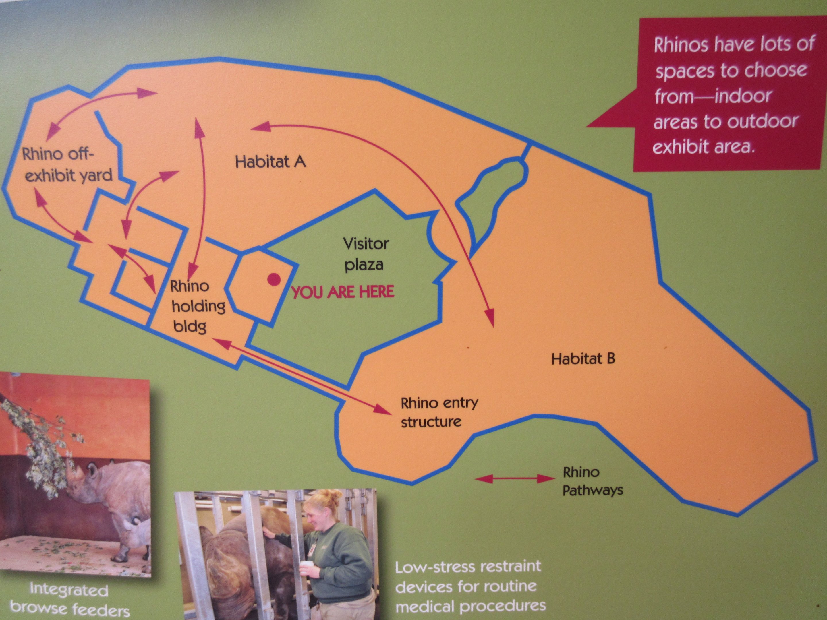 Rare Rhinos of Africa: Black Rhino Exhibit Map