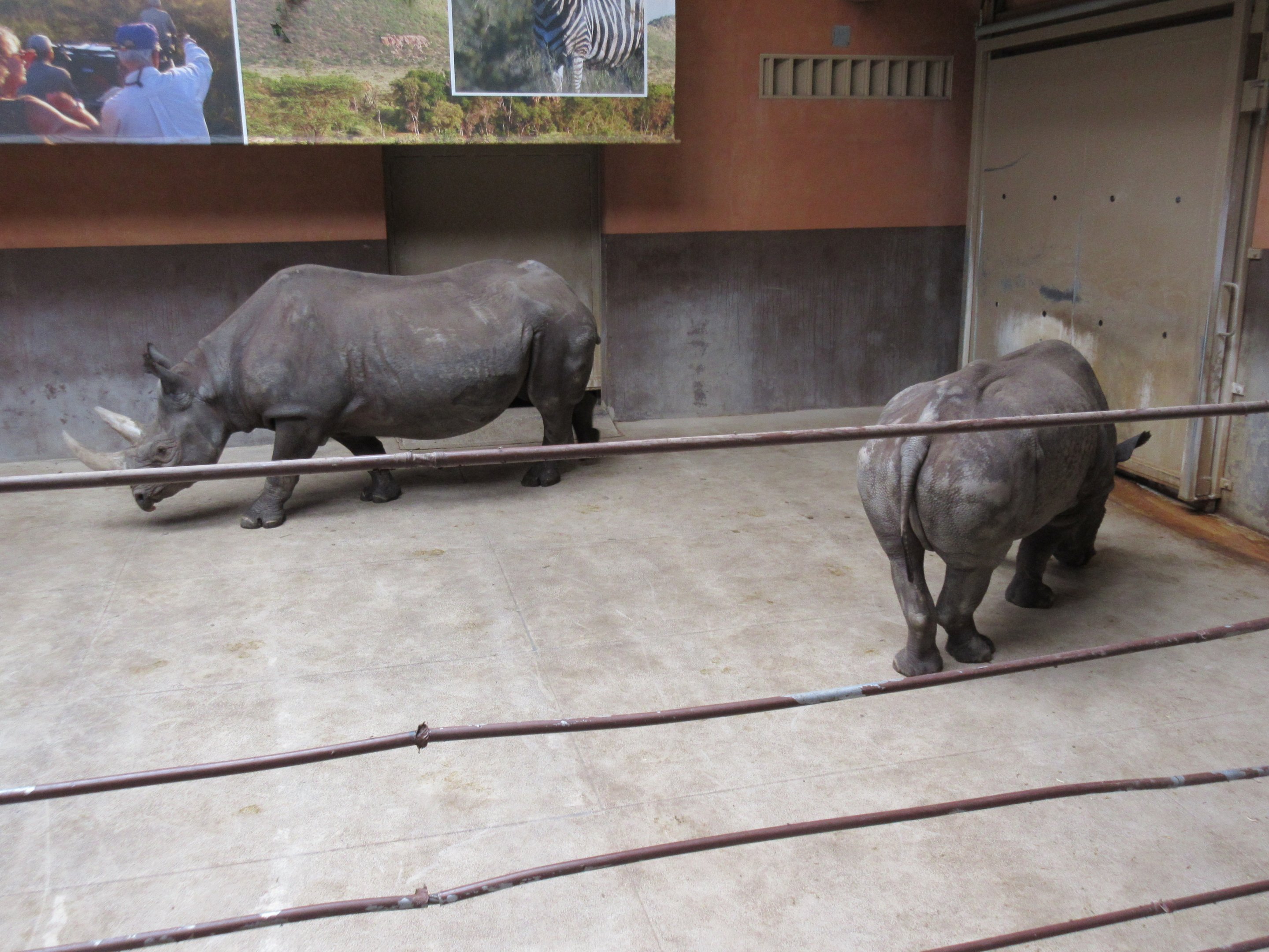 Rare Rhinos of Africa: Black Rhinos