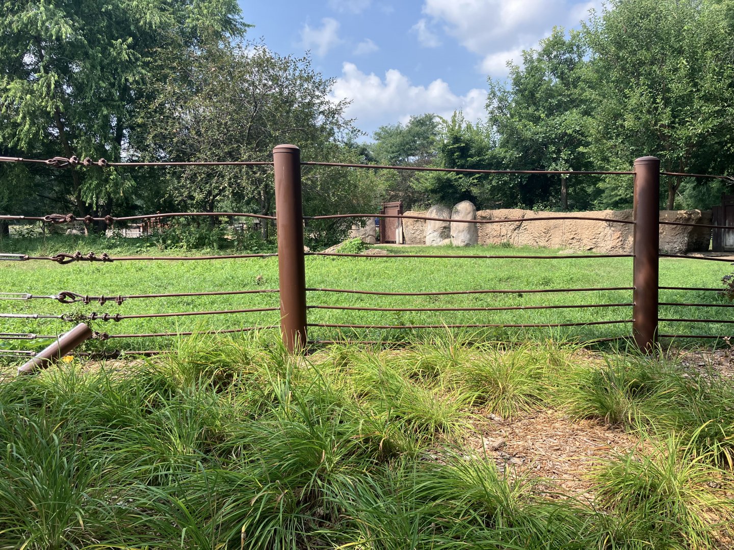 Rare Rhinos of Africa - Eastern Black Rhino Exhibit