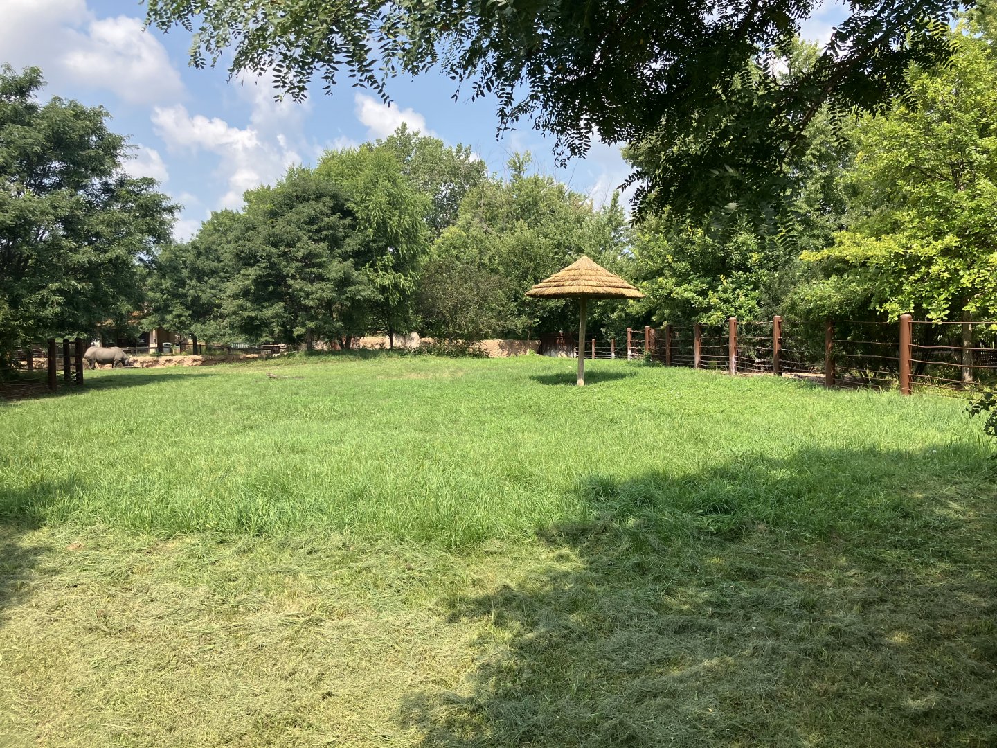 Rare Rhinos of Africa - Eastern Black Rhino Exhibit