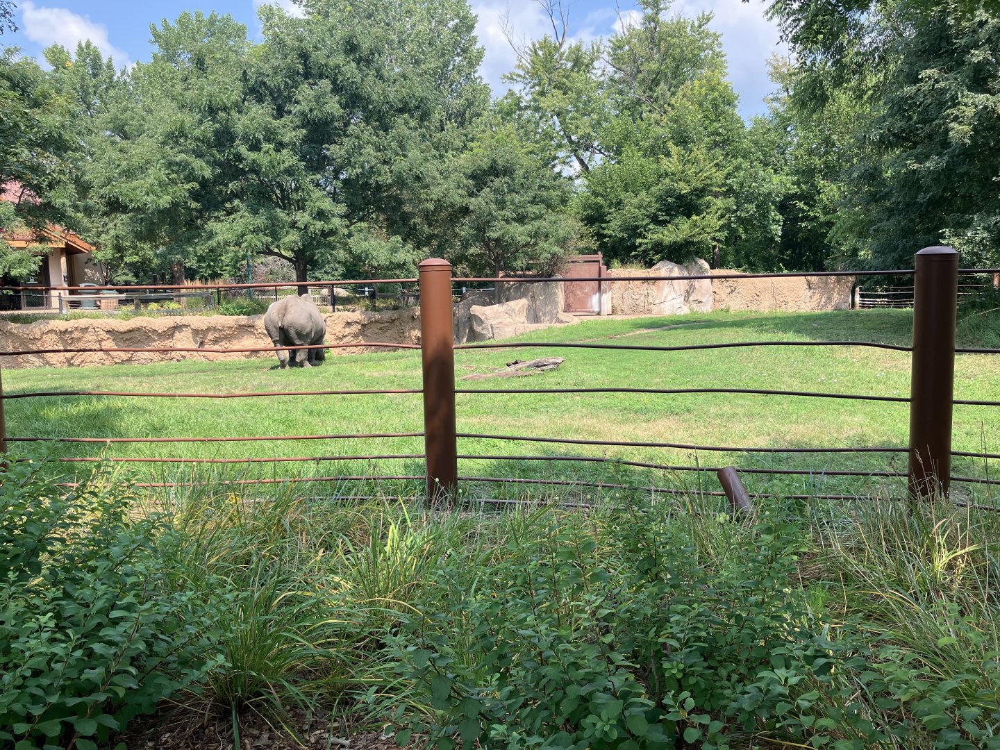 Rare Rhinos of Africa - Eastern Black Rhino Exhibit
